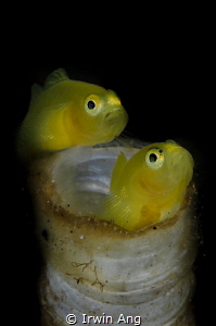 Y E L L O W 
Yellow clown goby with eggs (Gobiodon okina... by Irwin Ang 
